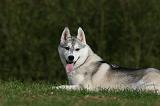 SIBERIAN HUSKY 816